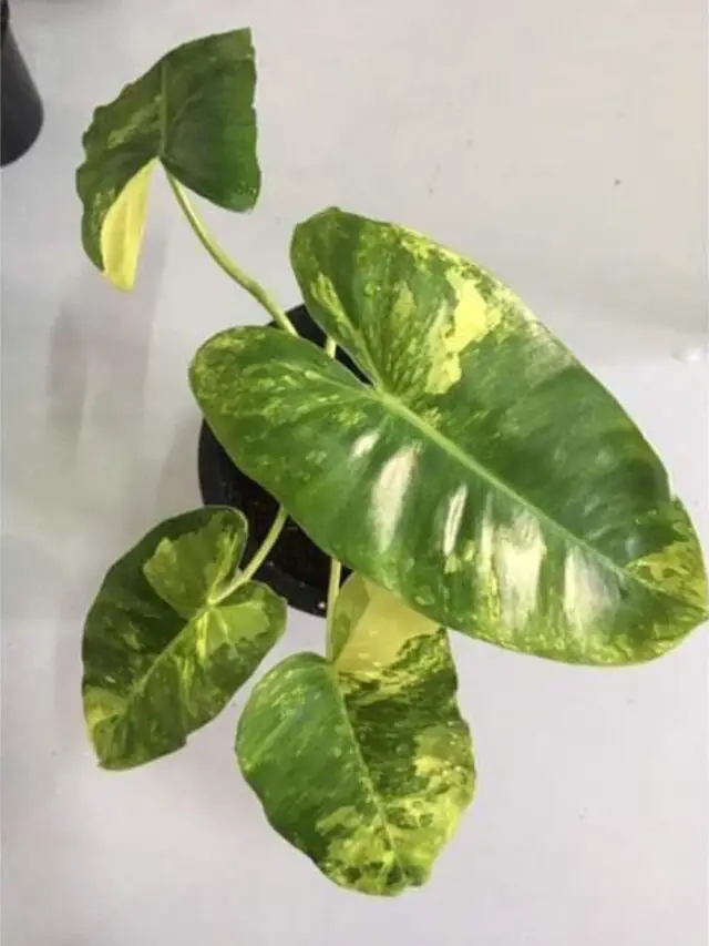 Variegated Burle Marx Plant Care Guide The Contented Plant