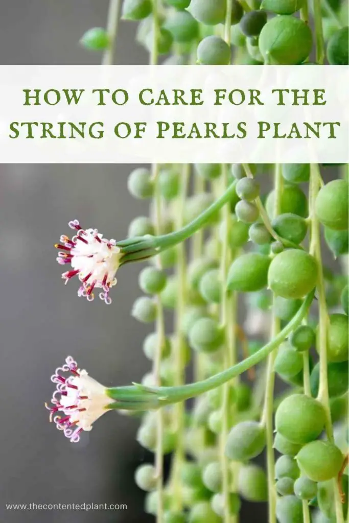 How to care for the string of pearls plant-pin image