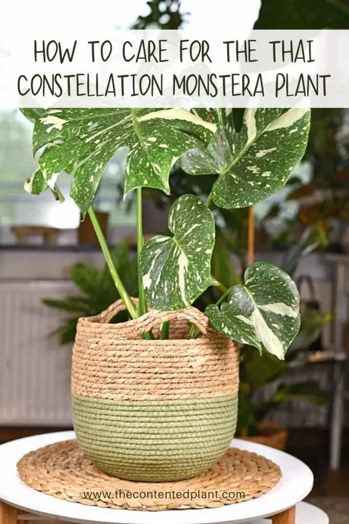 How to care for the thai constellatoin monstera plant-pin image