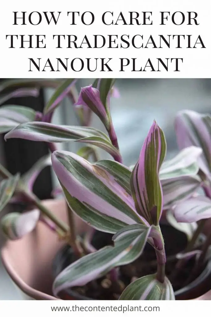 How to care for the tradescantia nanouk plant-pin image