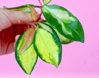 hoya Krimson Princess leaf variegation