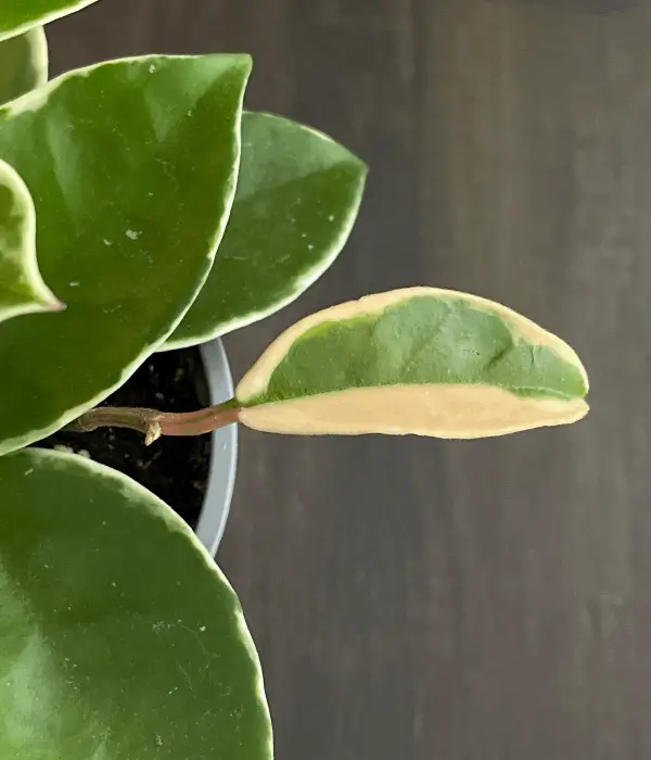 Hoya Krimson Queen leaf variegation