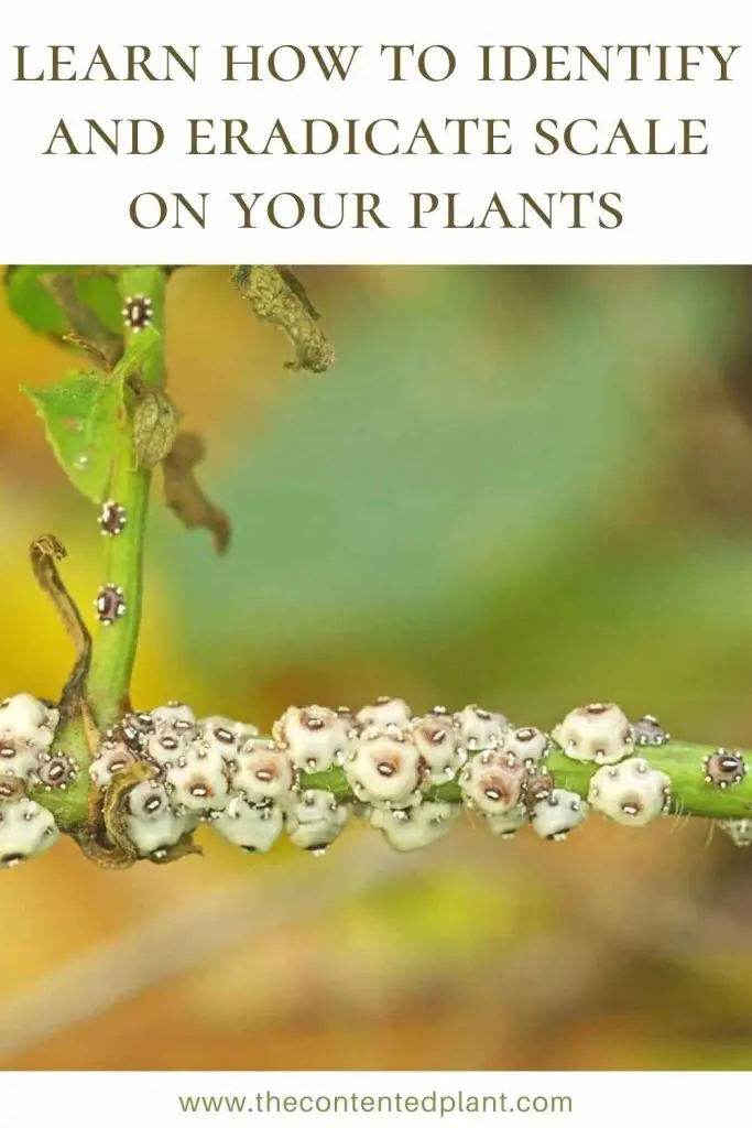 Learn how to identify and eradicate scale on your plants-pin image