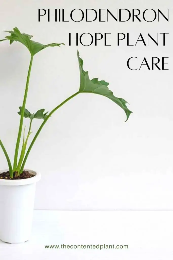 Philodendron hope plant care-pin image
