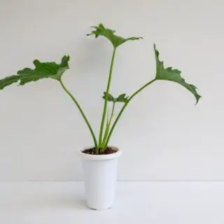 philodendron hope in pot