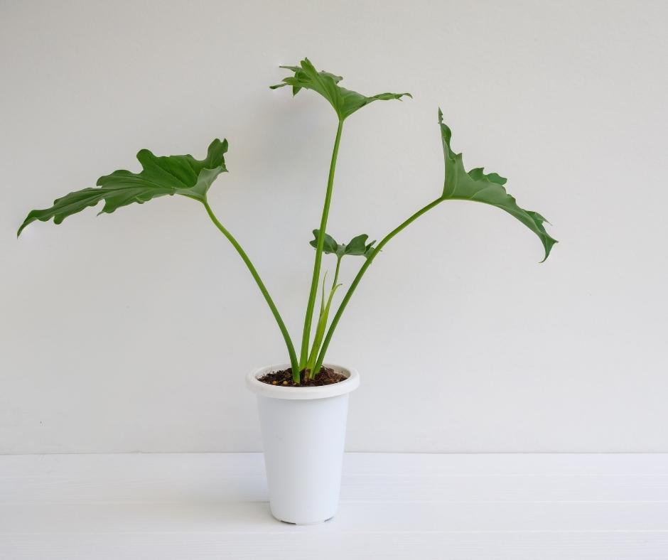 philodendron hope in pot