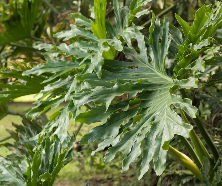 philodendron hope plant native