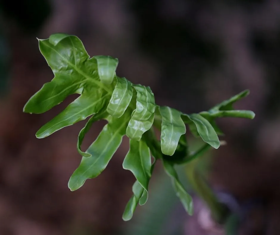 unfurling leaf of philodendron hope