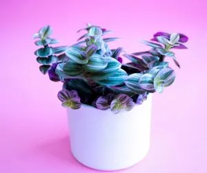 potted tradescantia plant