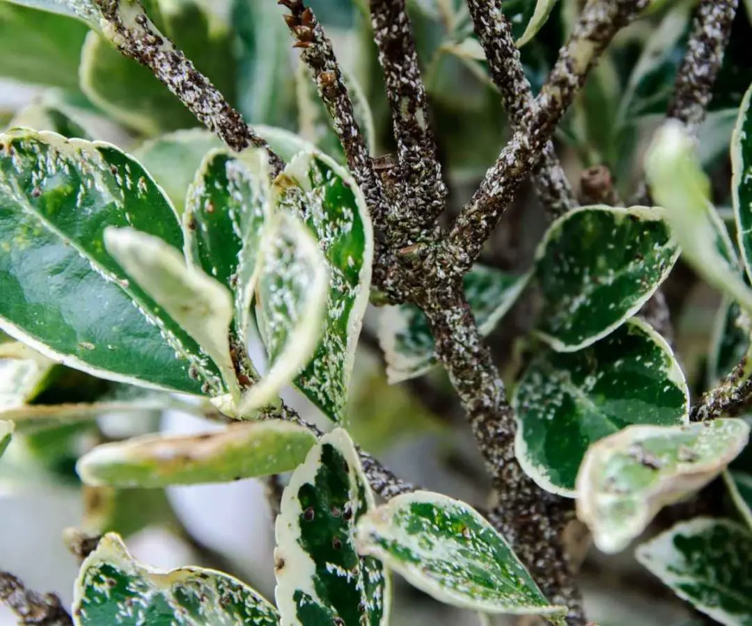 Scale On Plants