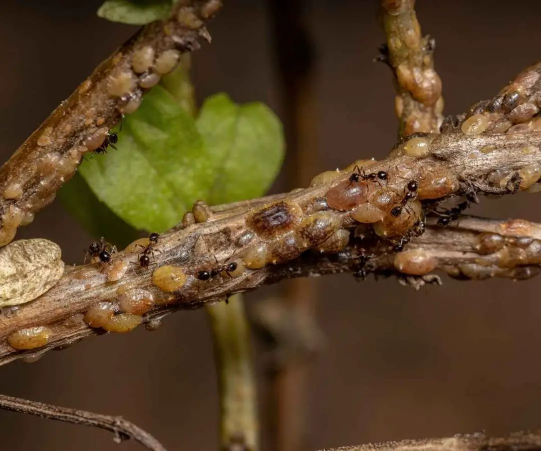 7 Common Indoor Plant Pests (& How to Kill them)