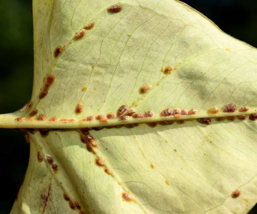 scales on leaf underside
