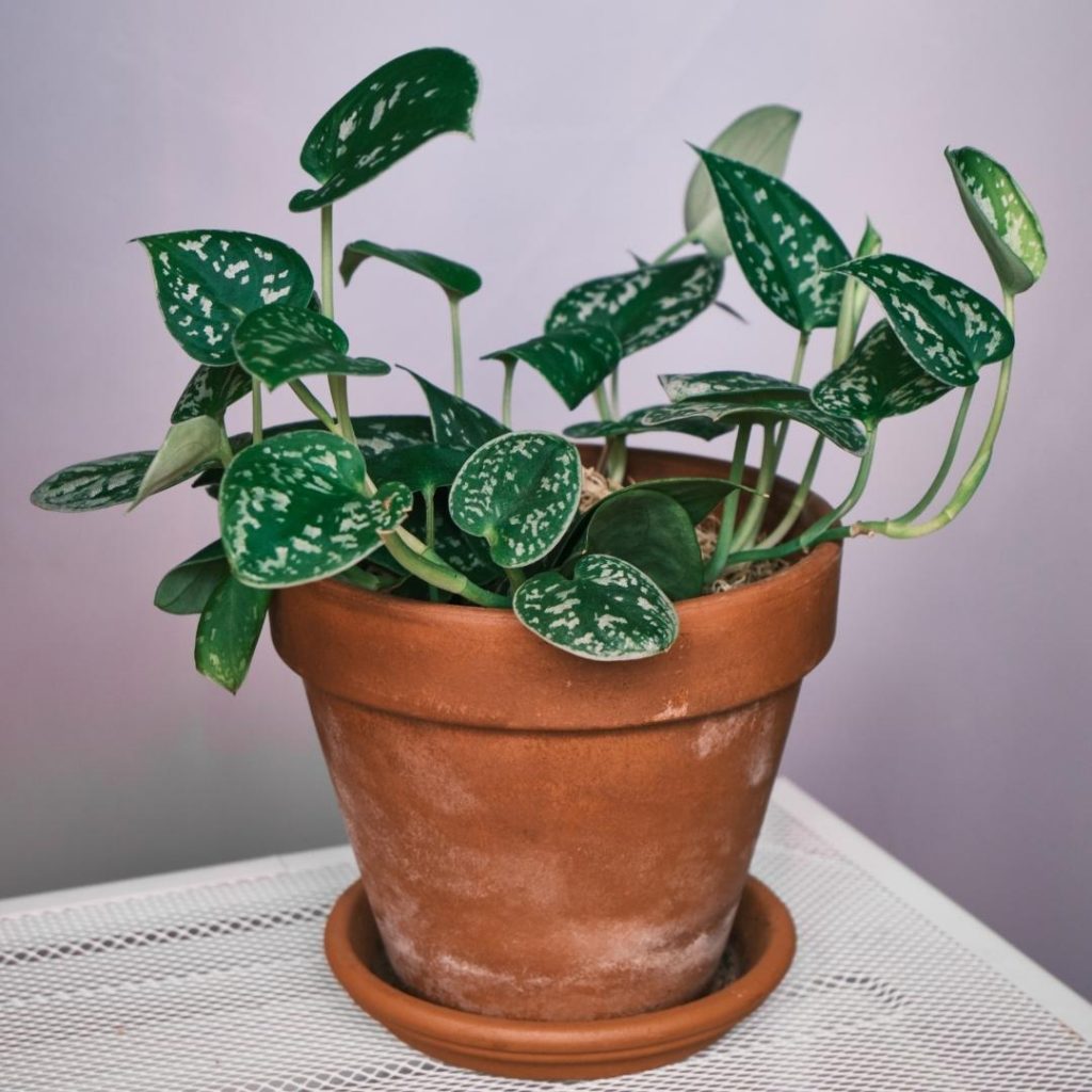 silver pothos in pot