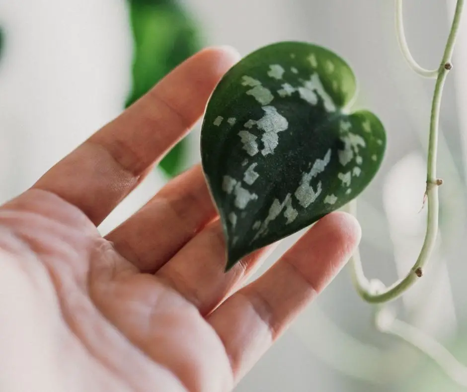 silver pothos leaf