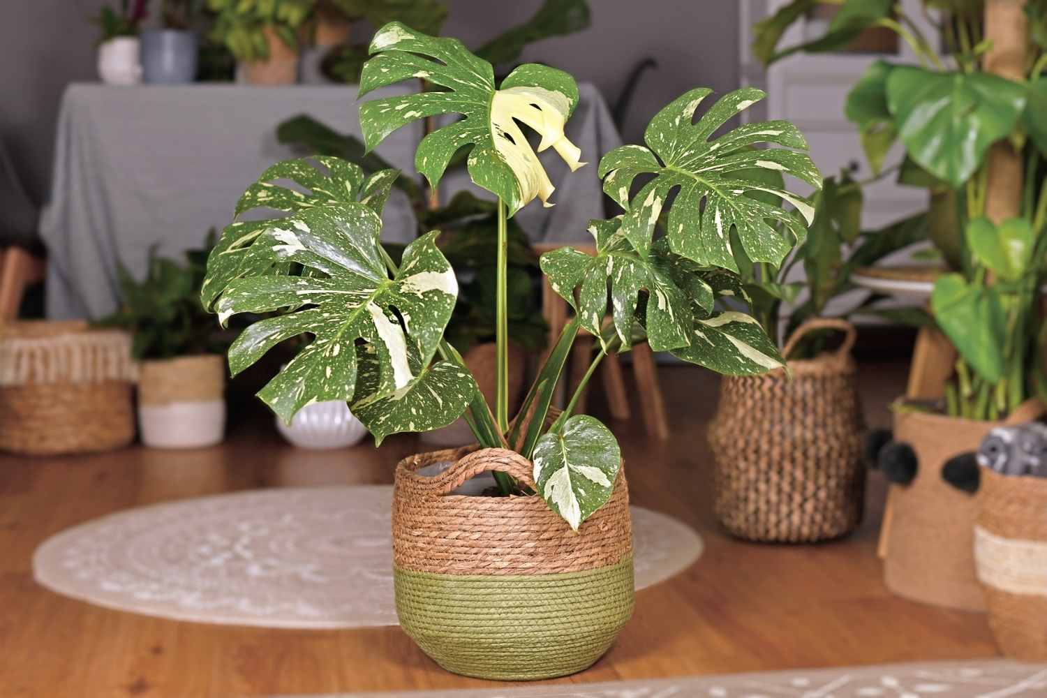 Thai Constellation Monstera Plant The Contented Plant