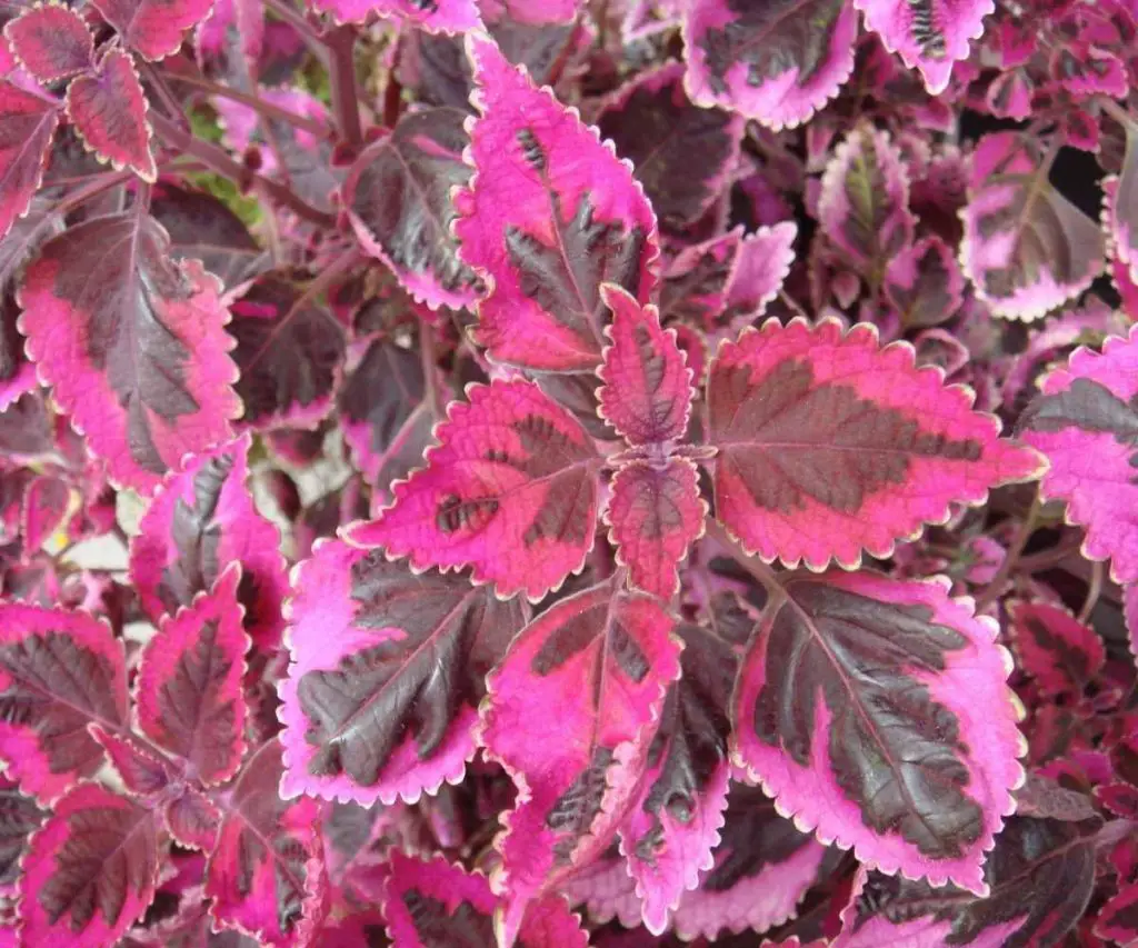 meandering Linda trailing coleus plant