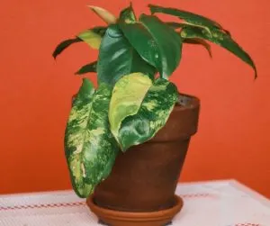 variegated burle marx in pot