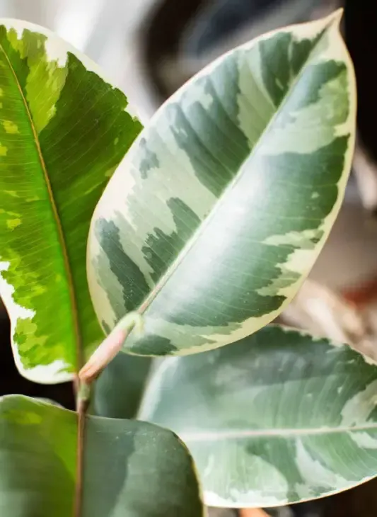 variegated rubber plant