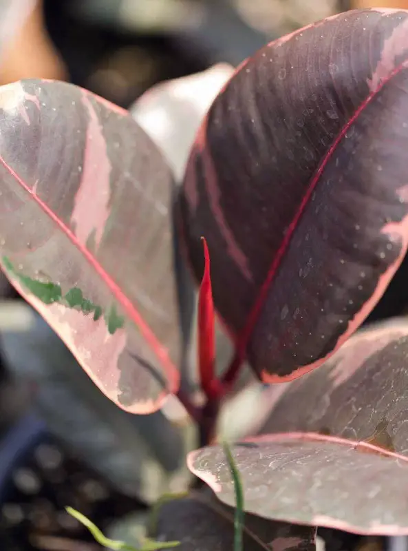 variegated rubber plant