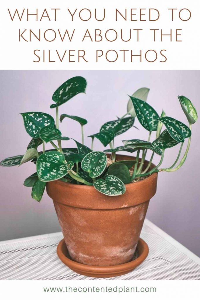 What you need to know about the silver pothos-pin image
