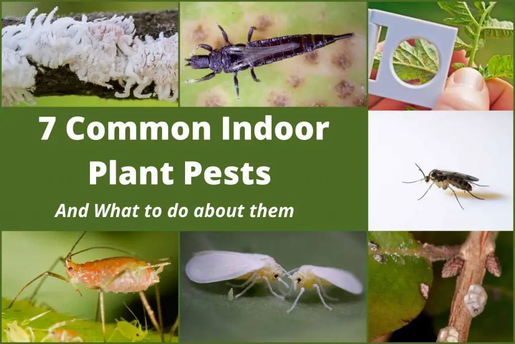 7 Common Indoor Plant Pests