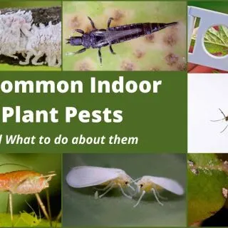 7 Common Indoor Plant Pests