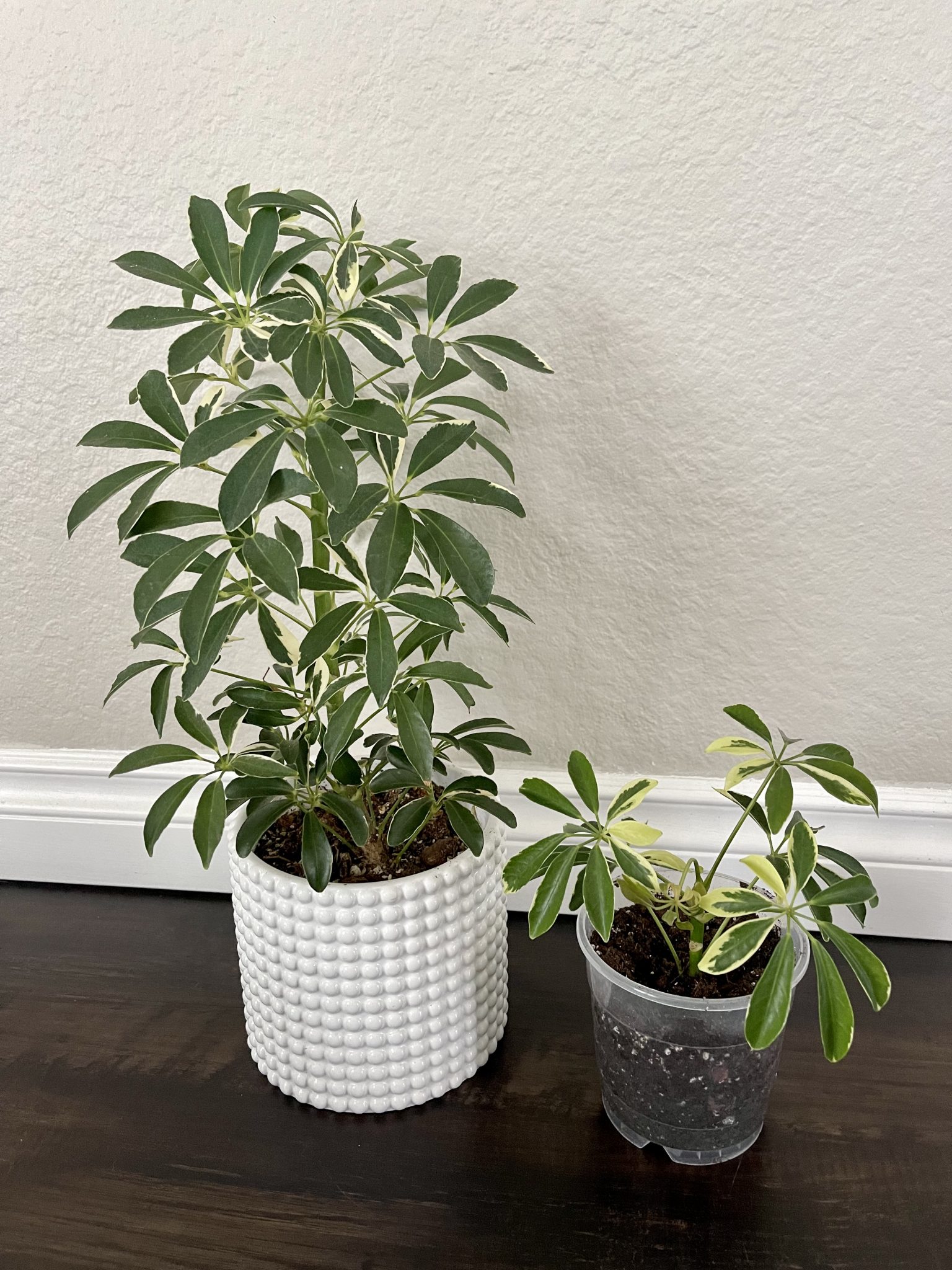 Variegated Umbrella Tree Plant Care Guide The Contented Plant