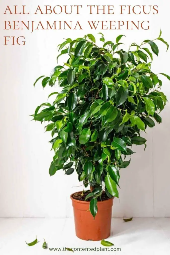 All about the ficus benjamina weeping fig-pin image