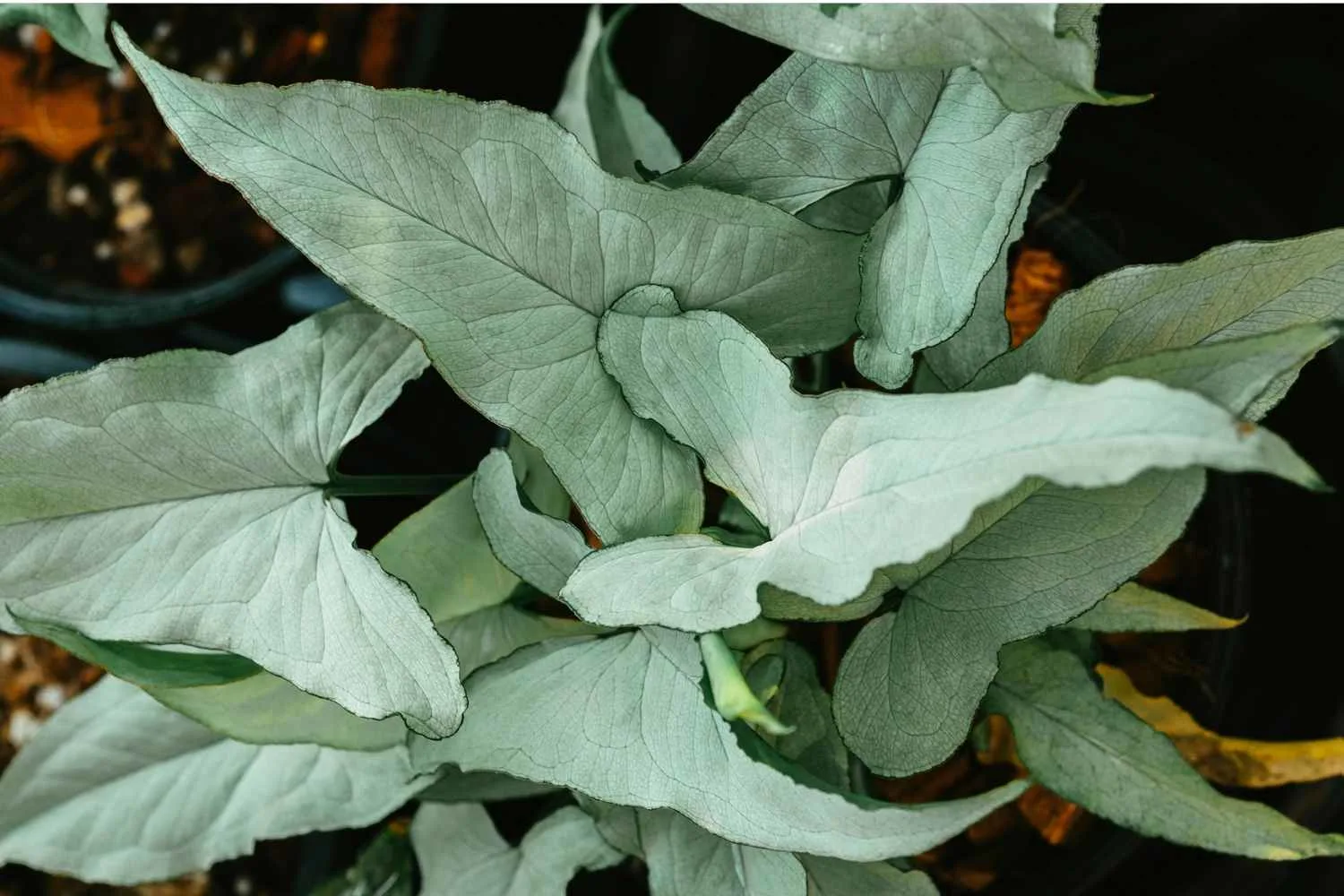 Arrowhead plants (Syngonium Podophyllum) are an aroid native to central and South America. This vine, like so many other tropical aroids, is an epiphyte.