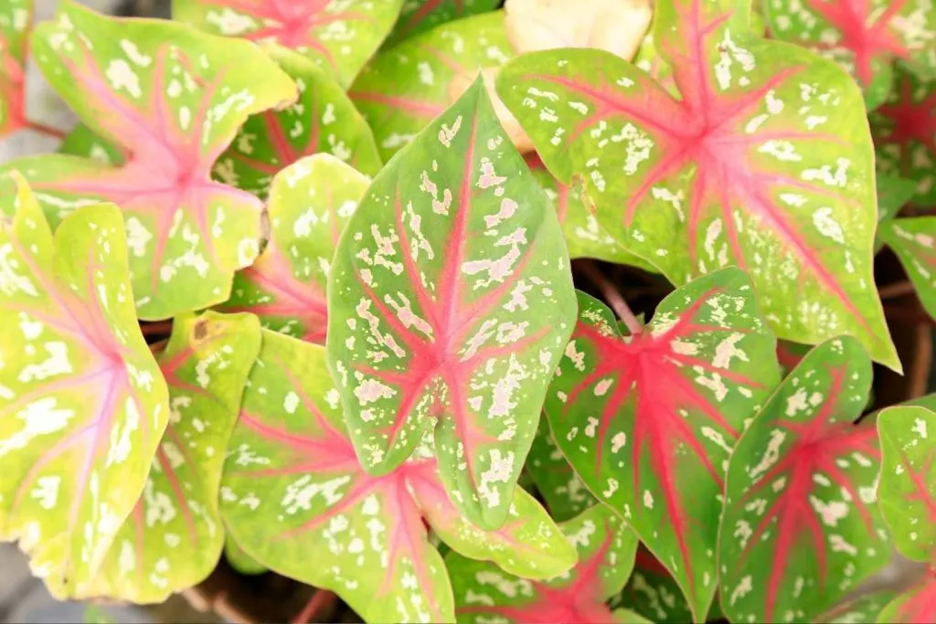 arrowhead plant