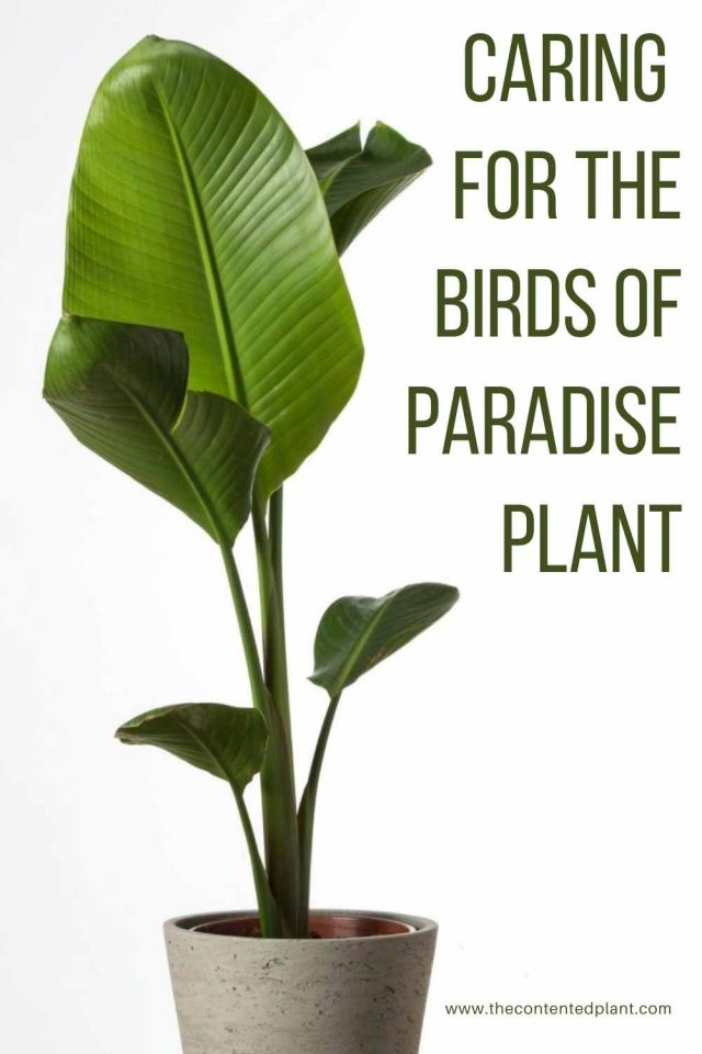 Bird of Paradise Plant Care Guide and Profile The Contented Plant