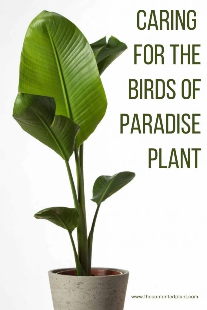 Caring for the birds of paradise plant-pin image