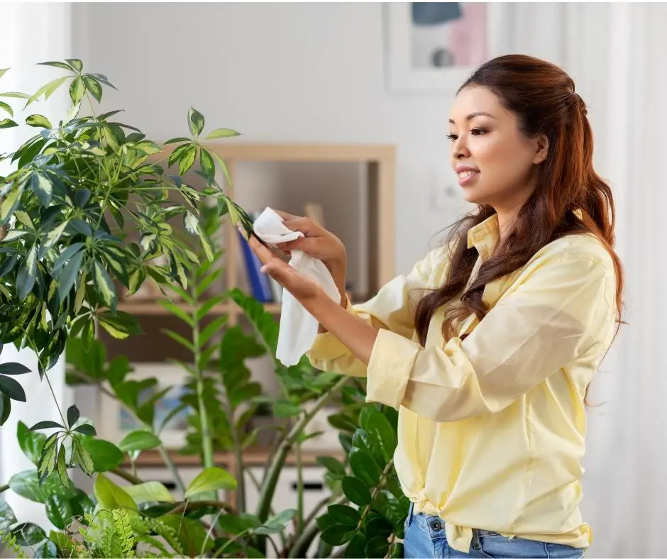 women cleaning plant leaves for houseplant care