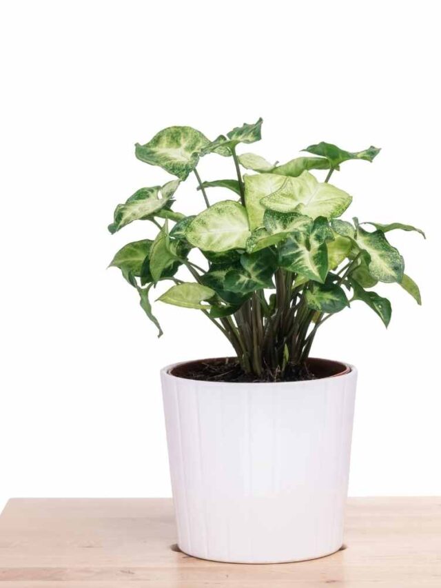 What to know about the Arrowhead plant - The Contented Plant