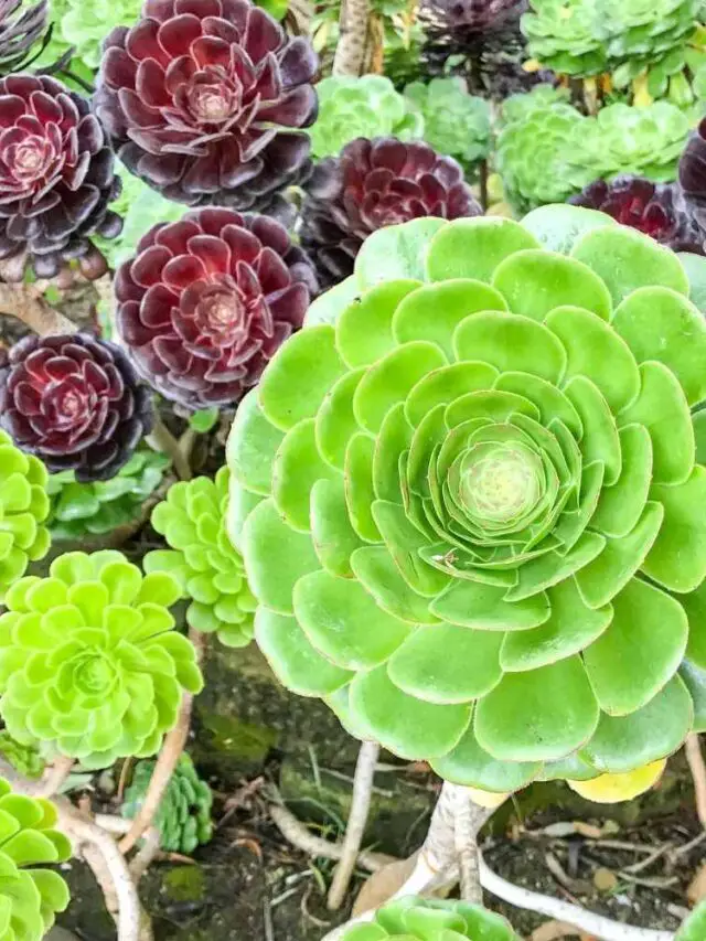 Hens and Chicks Plant