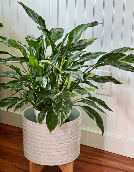 Complete repot of a plant is sometimes not necessary. My domino peace lily in a cover pot. This works well to hide a boring pot.