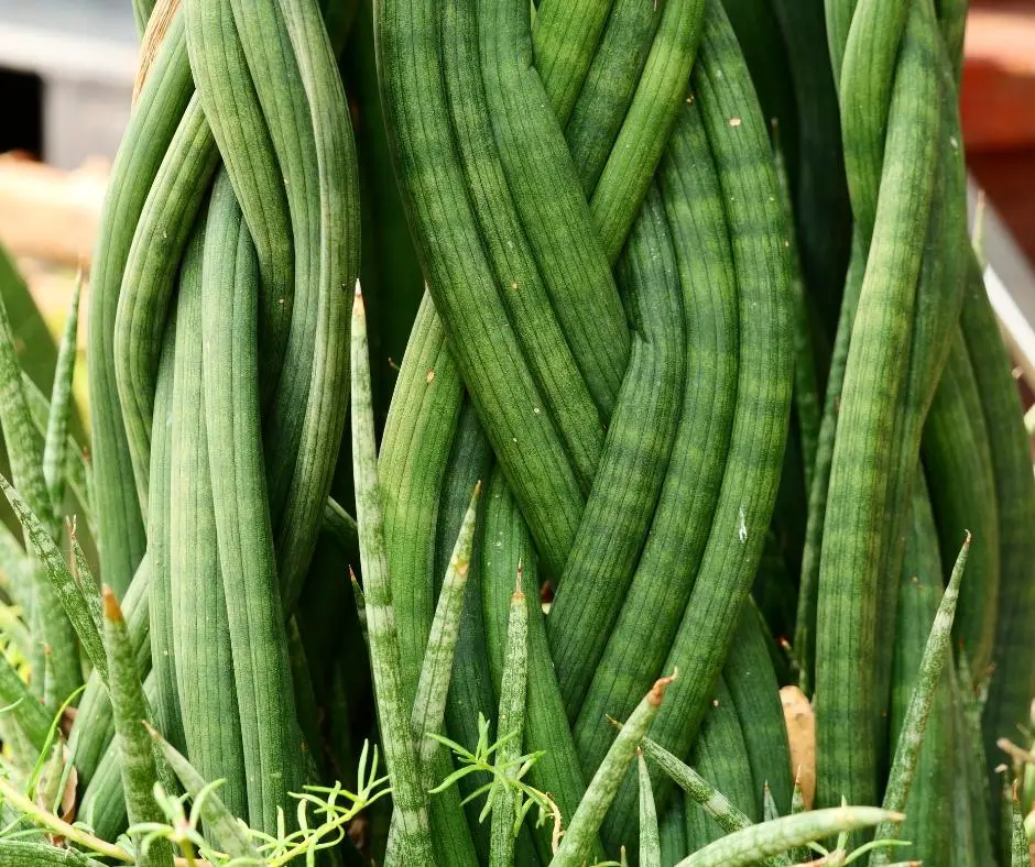 outdoor plants braided 