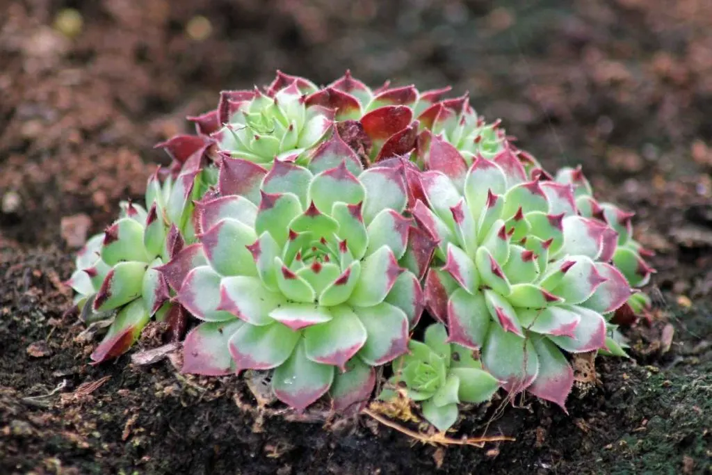 hens and chick plants