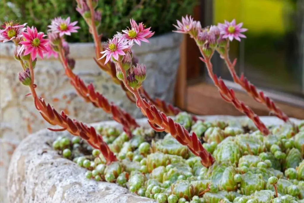 hens and chicks flowers