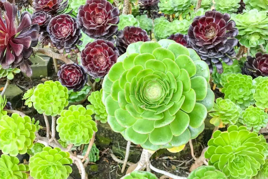 hens and chicks plants