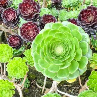 hens and chicks plants