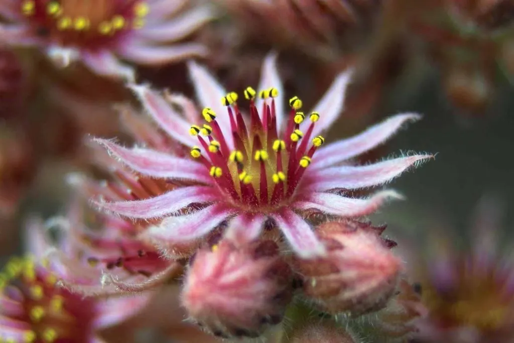 hens and chicks flowers