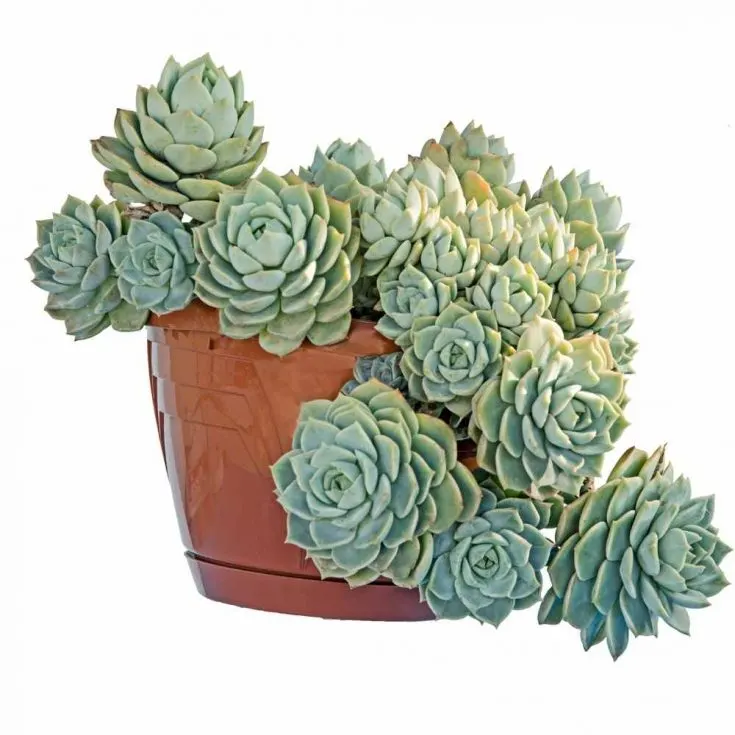 hens and chicks planter ideas