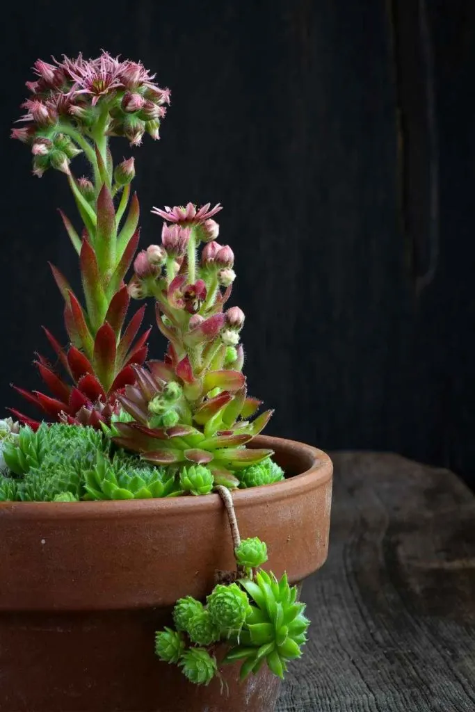 hens and chicks flowers