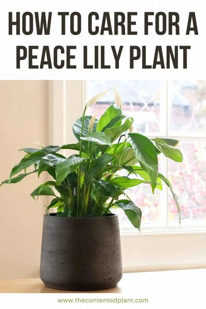 How to care for a peace lily plant-pin image