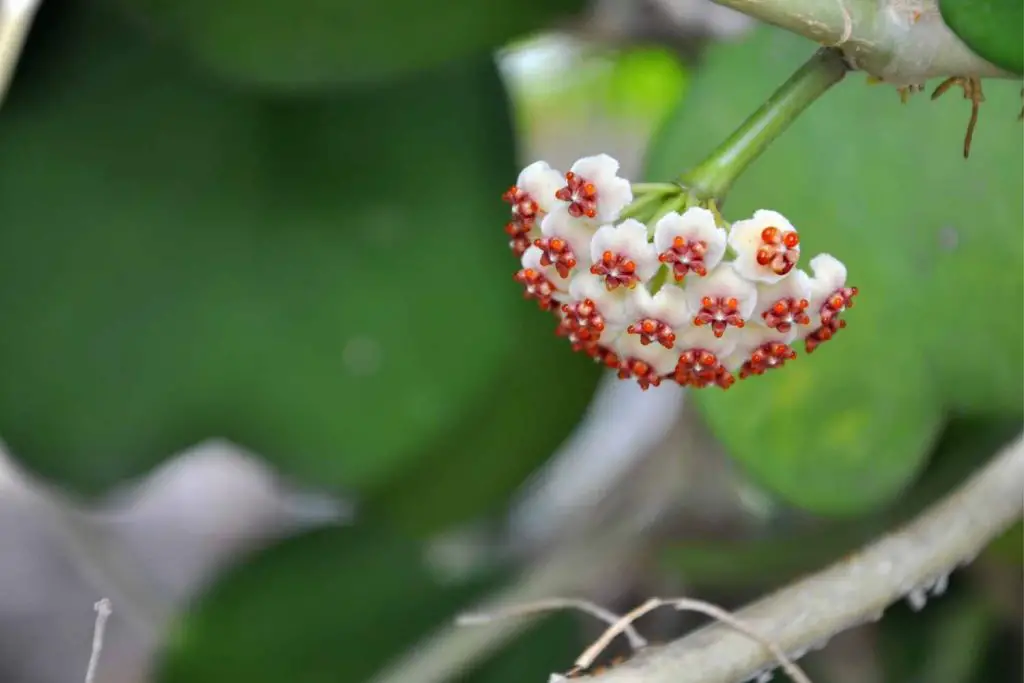 Hoya kerri flower