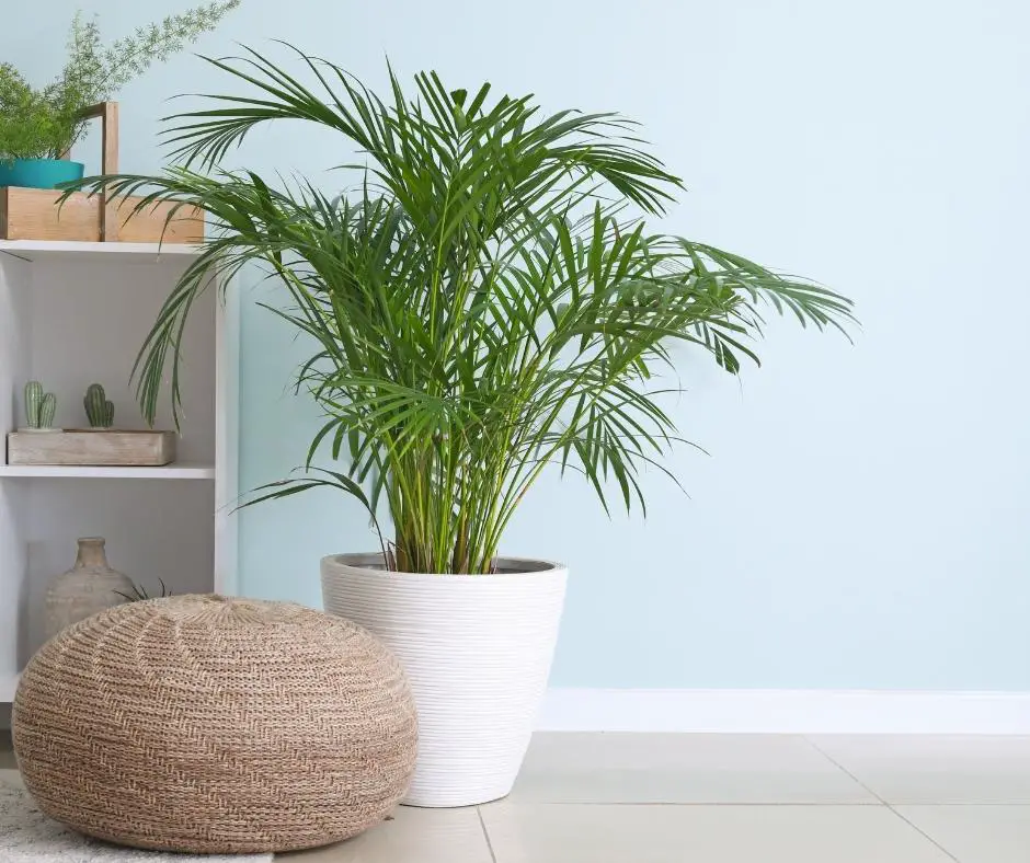 indoor beneficial houseplant