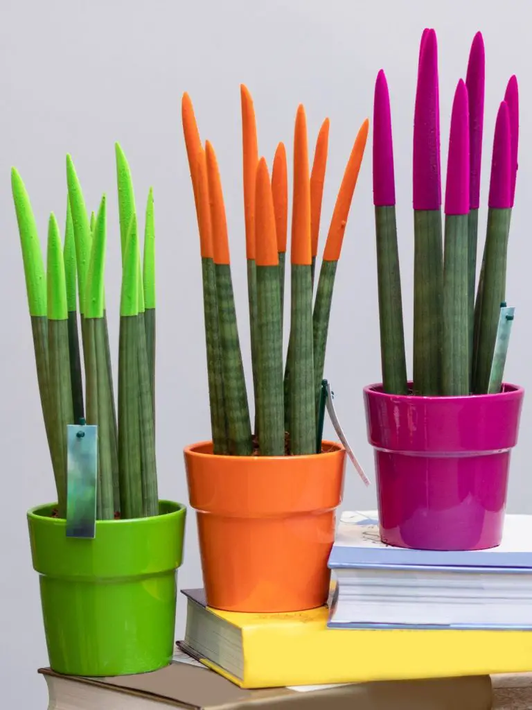 painted tips on sansevieria cylindrica