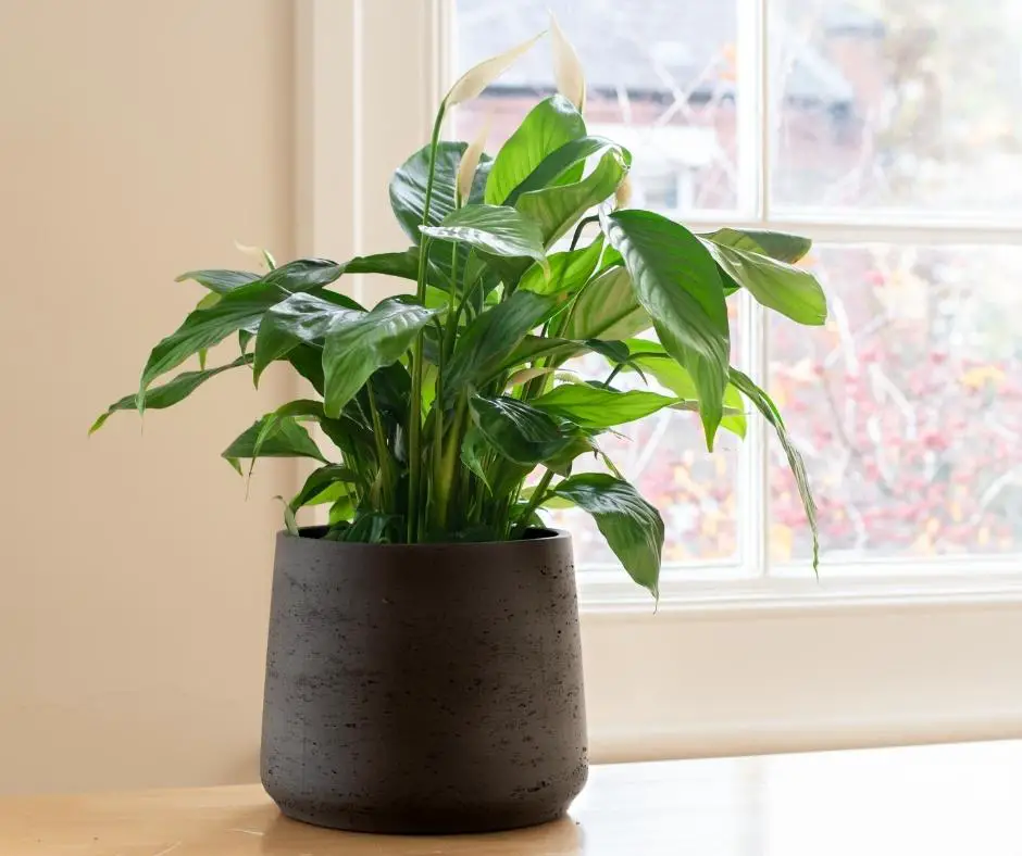 peace lily plant