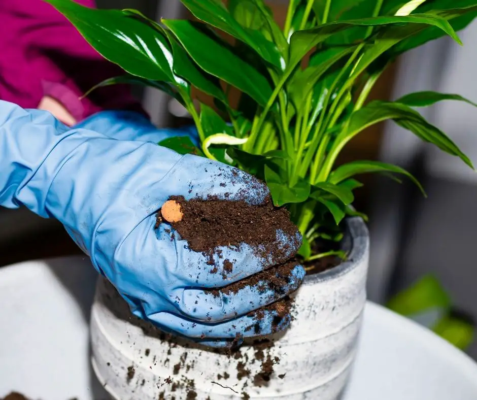 potting a peace lily plant